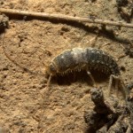 Silverfish