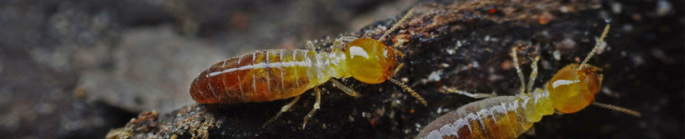 Carefree Termite Control