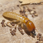 Drywood Termites