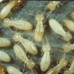 Subterranean Termites